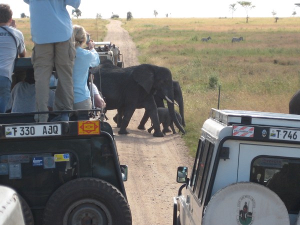 A pack of elephants passes directly in front of our vehicles
